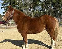 sorrel-mare-for-sale