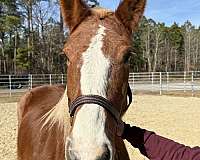 15-hand-draft-mare