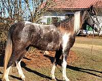tobiano-black-roan-markings-horse
