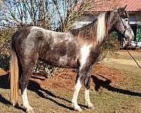 roan-tobiano-black-markings-horse