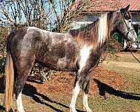 tobiano-black-roan-markings
