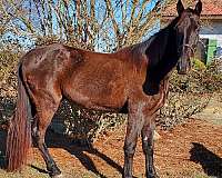black-tennessee-walking-gelding