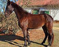 black-gelding-for-sale