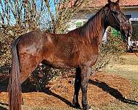 15-hand-tennessee-walking-gelding