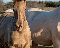 isabelo-andalusian-colt