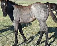 colonel-doc-bar-chex-filly
