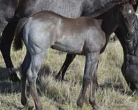 blue-spark-olena-filly