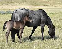 blue-roan-cropout-horse