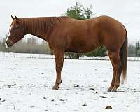 aqha-nrha-gelding-mare