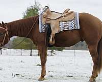 sorrel-aqha-nrha-gelding-mare