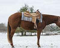 sorrel-aqha-nrha-horse