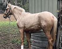 palomino-anglo-arabian-colt