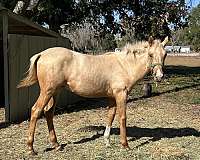 palomino-anglo-arabian