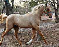 palomino-anglo-arabian-for-sale