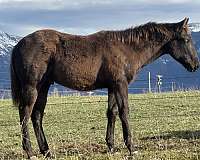 athletic-appendix-horse