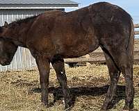 barrel-appendix-horse