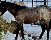 all-around-quarter-horse