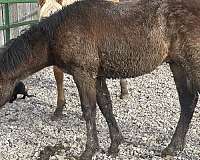 barrel-quarter-horse