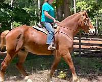 sane-belgian-horse