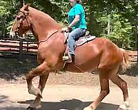 fun-belgian-horse