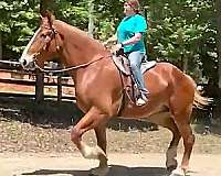 blaze-horse