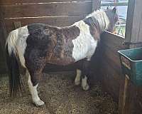 black-white-horse