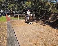 pinto-black-white-horse