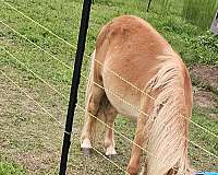 buckskin-palomino-miniature-colt