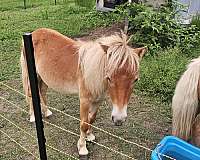 buckskin-palomino-colt-for-sale