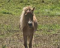 buckskin-palomino-miniature-for-sale