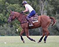 all-around-quarter-horse