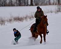 athletic-quarter-horse