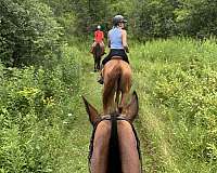 polo-quarter-horse