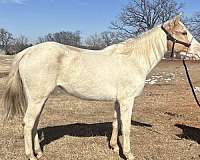 all-around-pinto-horse