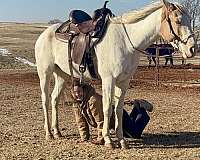 rode-pinto-horse