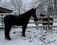 jumping-friesian-morgan-horse