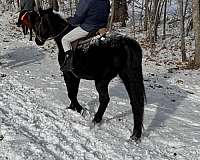 lesson-friesian-morgan-horse