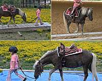 driving-pony