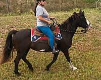 chocolate-white-mare