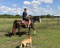 affordable-tennessee-walking-horse