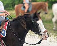 bargain-tennessee-walking-horse