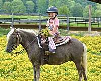 pony