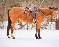 all-around-quarter-horse