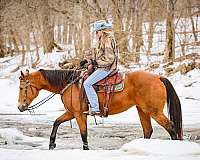 athletic-quarter-horse