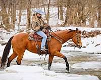 beginner-quarter-horse