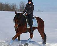 dressage-friesian-horse