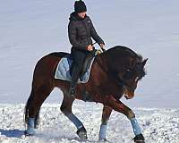 english-pleasure-friesian-horse