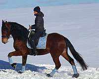 eventing-friesian-horse