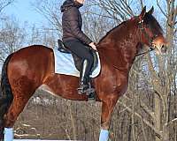 draft-friesian-horse