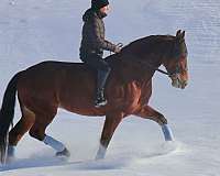 cross-friesian-horse